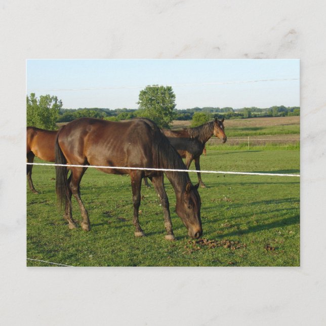 Cartão postal de Cavalos (Frente)