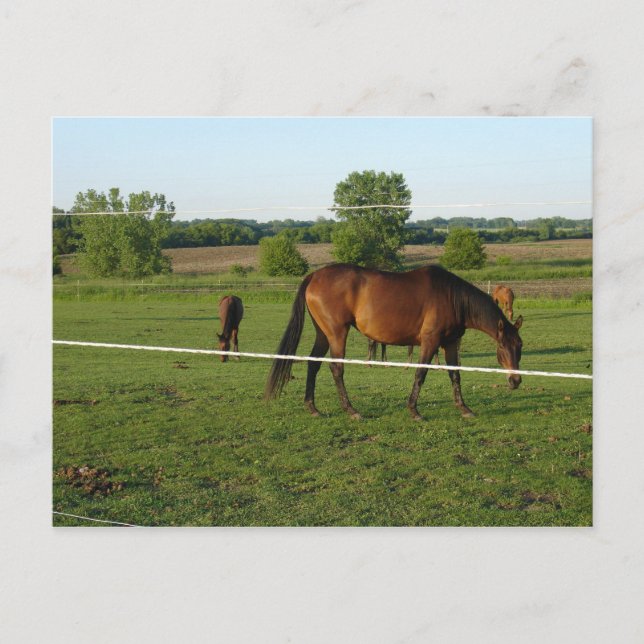 Cartão postal de Cavalos (Frente)