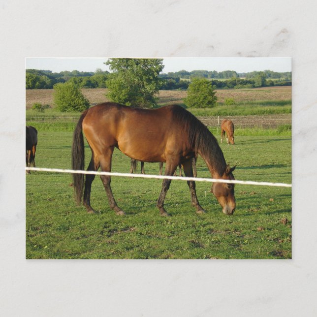 Cartão postal de Cavalos (Frente)