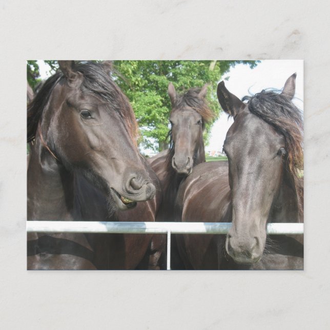 Cartão postal de cavalos (Frente)