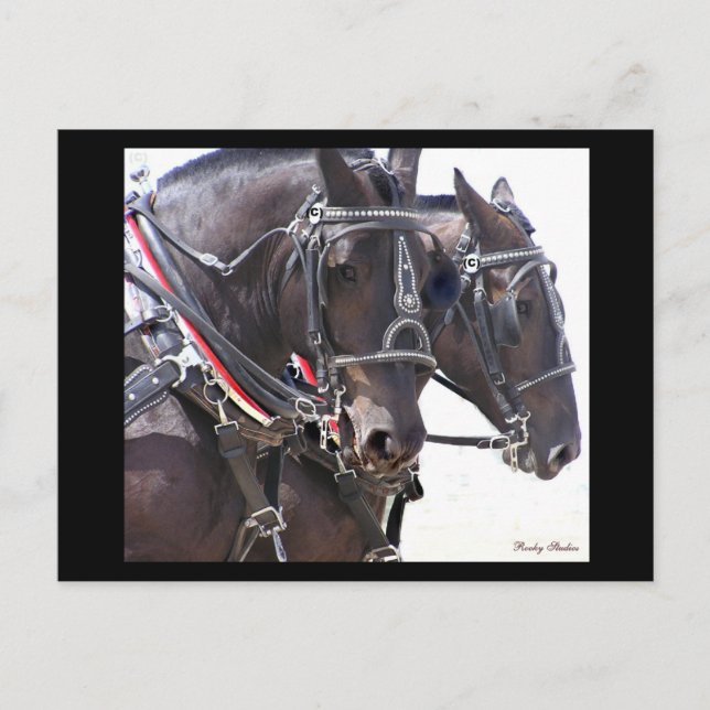 Cartão Postal de Cavalos de Rascunho #1 (Frente)