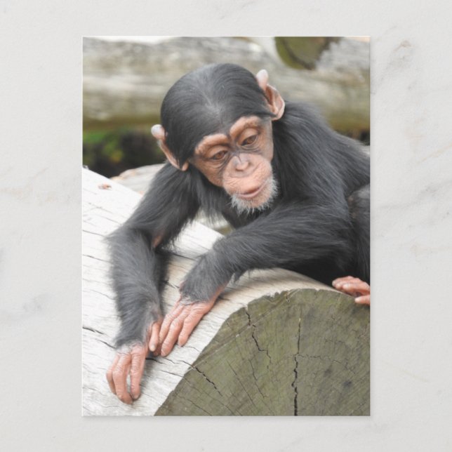 Cartão Postal de Chimpanzé Bebê (Frente)