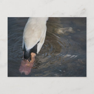 Cartão postal de cisne