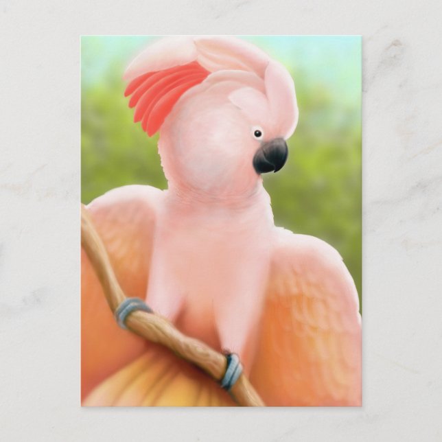 Cartão postal de Cockatoo Molucano (Frente)
