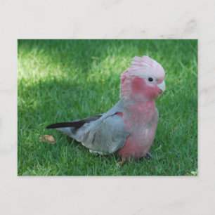 Cartão postal de Cockatoo Roseate