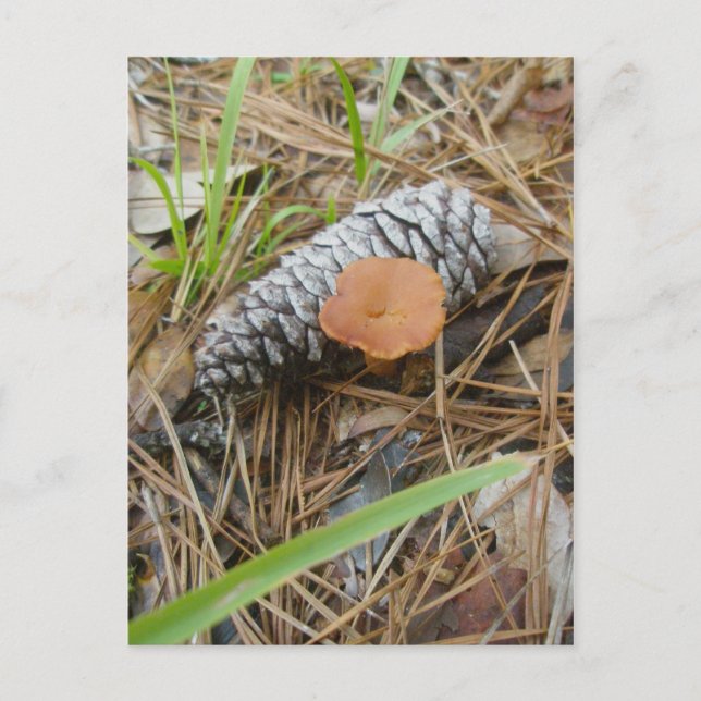 Cartão postal de Cogumelos e Pinecone OBX (Frente)