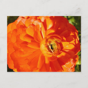 Cartão postal de conscientização sobre Ranunculus