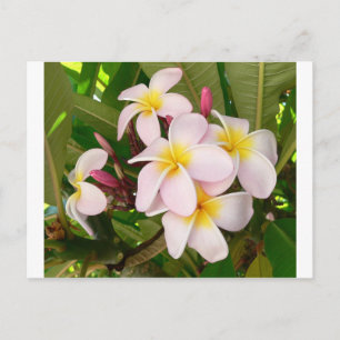 Cartão Postal De Convite Aloha Hawaiian Frangipani Blossoms Chá de panela