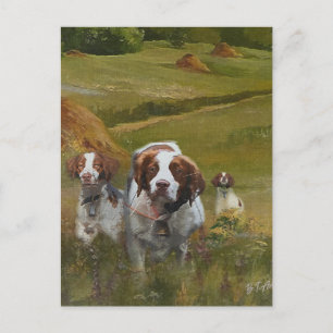 Cartão Postal De Convite Brittany Spaniel