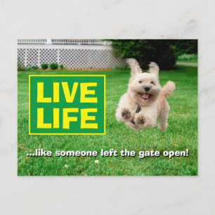 Cartão Postal De Convite Cachorro Em Jarda