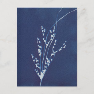 Cartão Postal De Convite Cartão-postal branco azul de Impressão de cianótip
