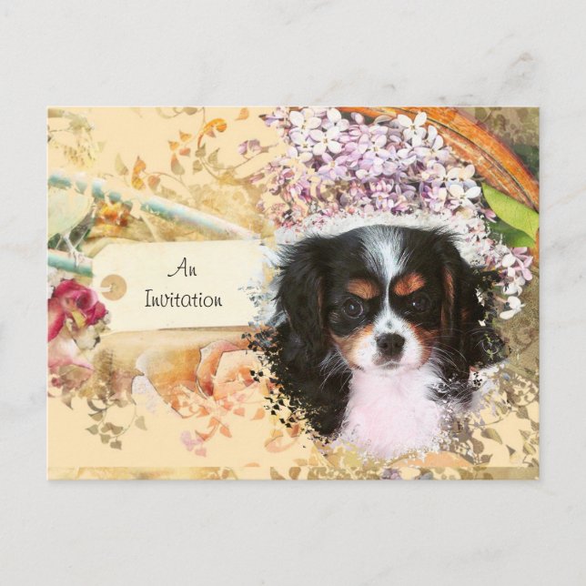 Cartão Postal De Convite Cavalier King Charles Spaniel (Frente)