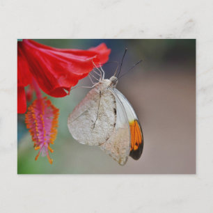 Cartão Postal De Convite Destino Romântico para a Paz do Chá de panela Flor