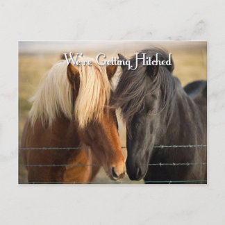 Cartão Postal De Convite Estamos a apanhar (dois cavalos)