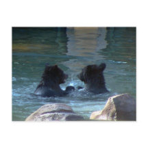 Festa de Natação de Urso Cinzento