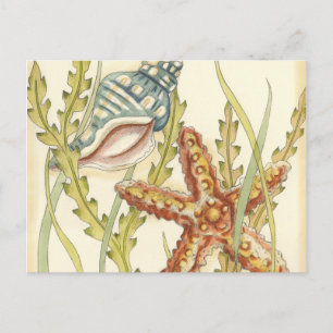 Cartão Postal De Convite Grupo de Shell Multicolores