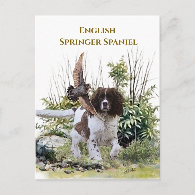 Cartão Postal De Convite Inglês Springer Spaniel (Frente)