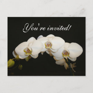Cartão Postal De Convite Orquídeas brancas