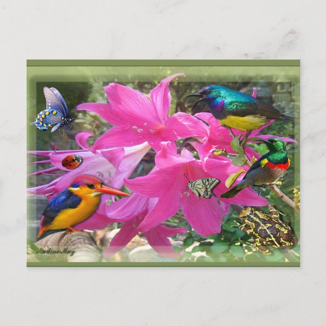 Cartão Postal De Convite Partido Amaryllis (Frente)