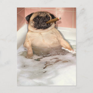Cartão Postal De Convite Pug Tomando Banheira