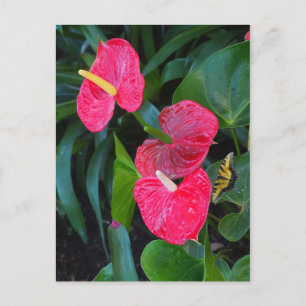Cartão Postal De Convite Red Heart Anthurium Plant