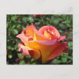 Cartão Postal De Convite Rosa