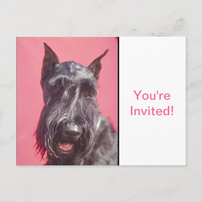 Cartão Postal De Convite Terrier escocês (Frente)
