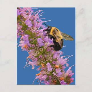 Cartão Postal De Convite Uma abelha e Anise Hyssop