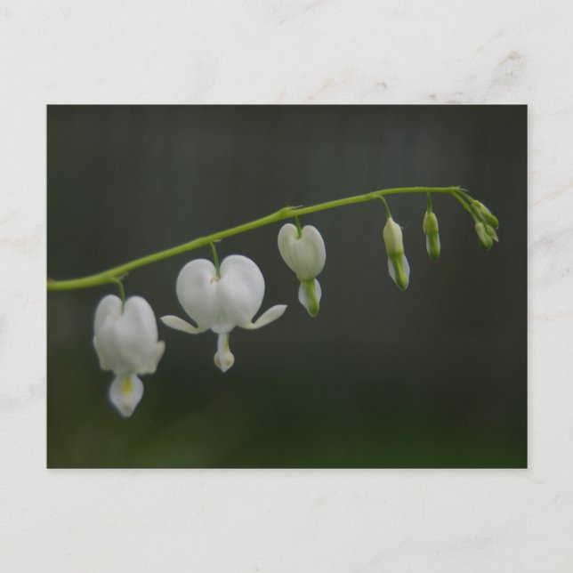 Cartão Postal de Corações Brancos Sangrando (Frente)