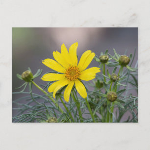 Cartão postal de Coreopsis