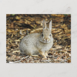 Cartão postal de Cottontail do Deserto