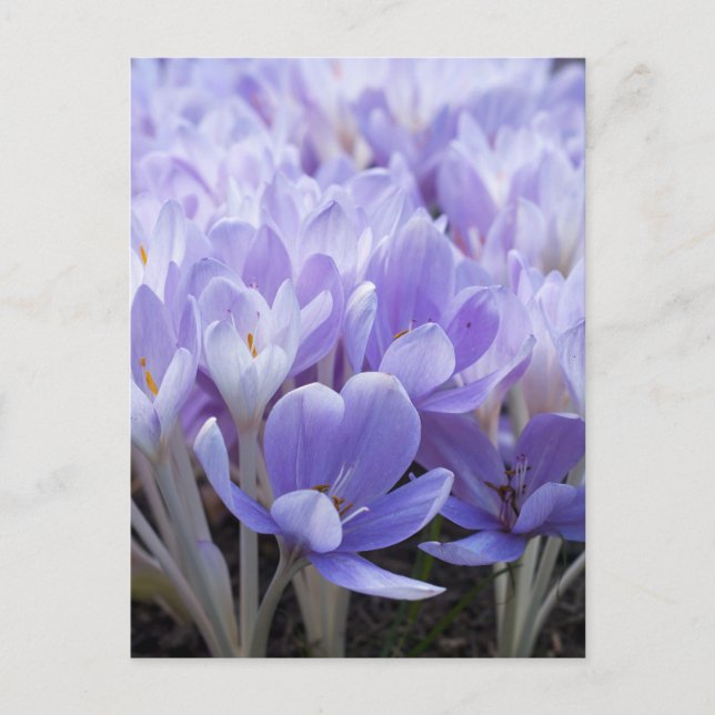 Cartão Postal de Crocus (Frente)