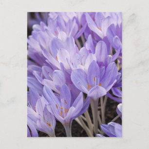 Cartão Postal de Crocus