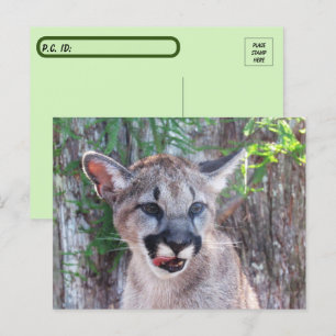 Cartão postal de Cub de Pós-Travagem com Cartão de