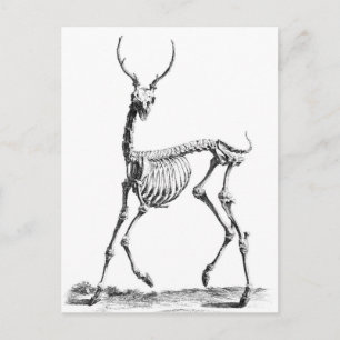 Cartão postal de Deer Skeleton