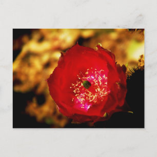 cartão postal de deserto florescente