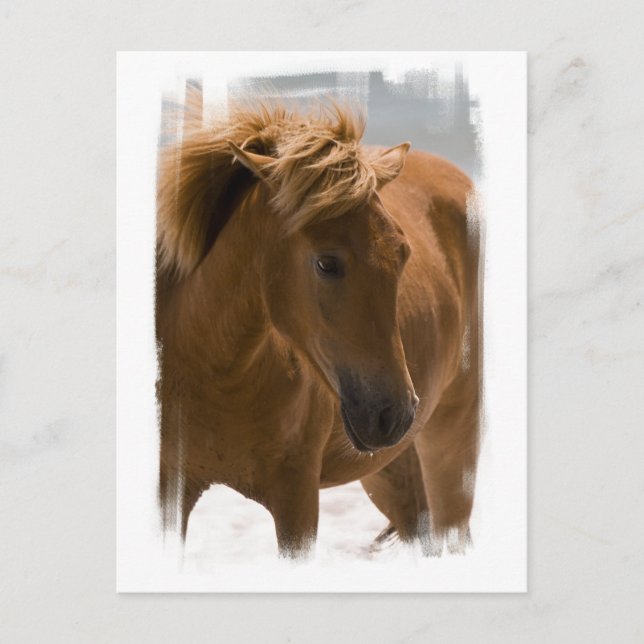 Cartão postal de Design de Cavalo de Castanha (Frente)