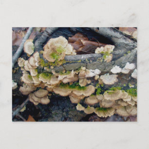 Cartão postal de dezembro da Shelf Fungus Colony