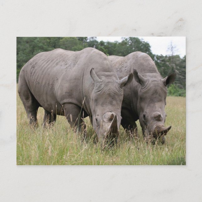 Cartão postal de dois rinocerontes (Frente)