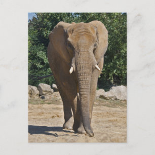 Cartão Postal de Elefante Africano