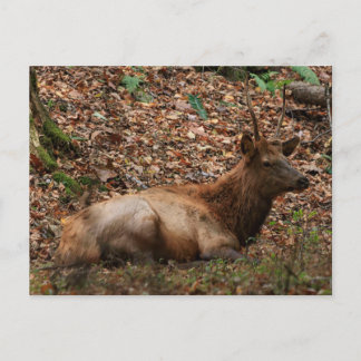 Cartão postal de Elk