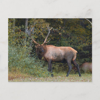 Cartão postal de Elk