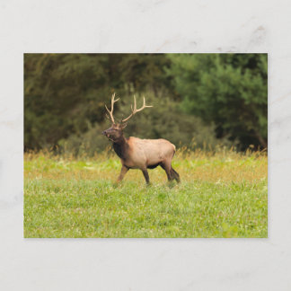 Cartão postal de Elk