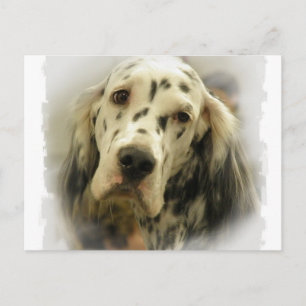 Cartão Postal de English Setter