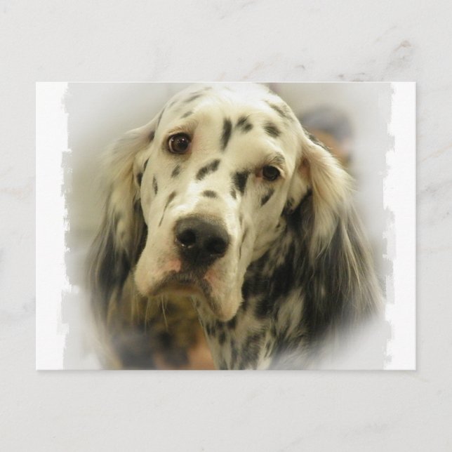 Cartão Postal de English Setter (Frente)