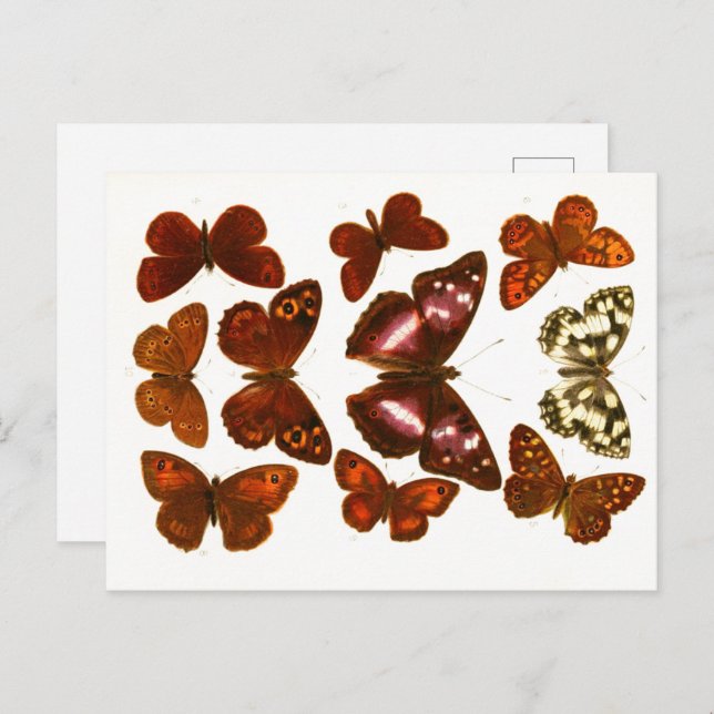 Cartão Postal de Esboço Zoológico de Borboletas e  (Frente/Verso)