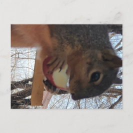 Cartão postal de esquilo