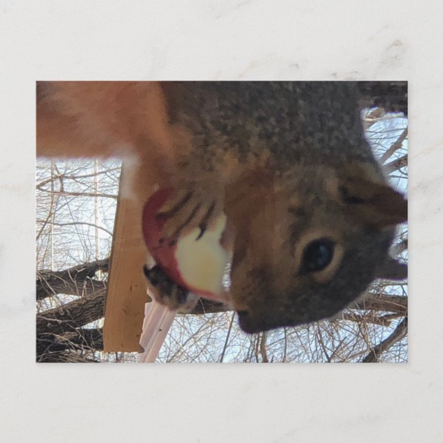 Cartão postal de esquilo (Frente)