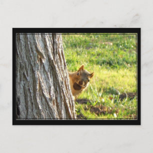 Cartão postal de esquilo