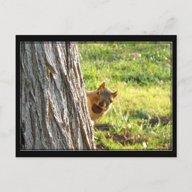 Cartão postal de esquilo (Frente)
